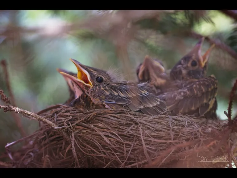 An American robin nest in Harvard, photographed by Jon Turner.