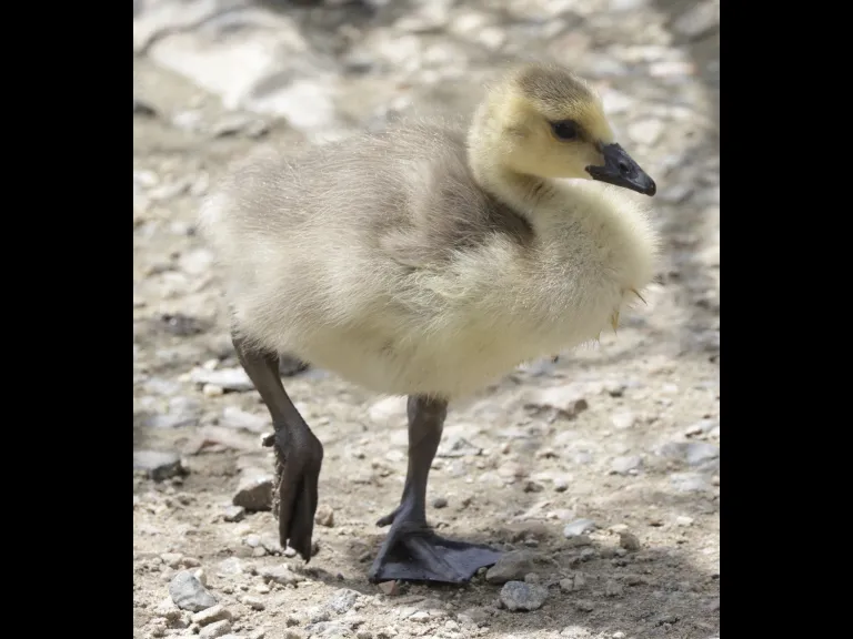 A Canada goose gosling at Hager Pond in Marlborough, photographed by Steve Forman.