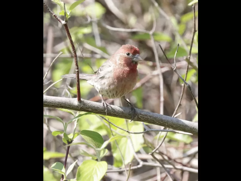 A house finch at Breakneck Hill Conservation Land in Southborough, photographed by Steve Forman.
