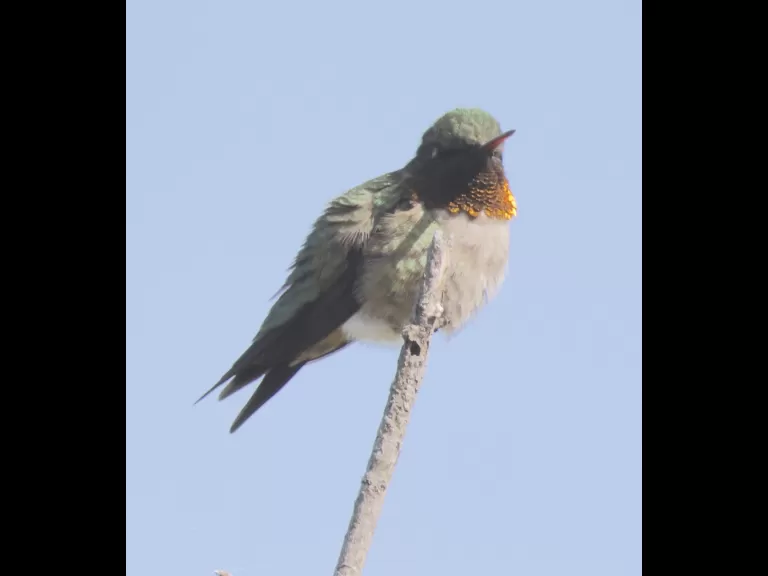 A ruby-throated hummingbird at Breakneck Hill Conservation Land in Southborough, photographed by Steve Forman.