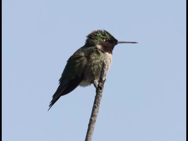 A ruby-throated hummingbird at Breakneck Hill Conservation Land in Southborough, photographed by Steve Forman.