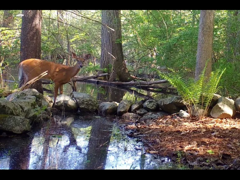 A white-tailed deer in Framingham, photographed with and automatically triggered wildlife camera by Margaret McKane.