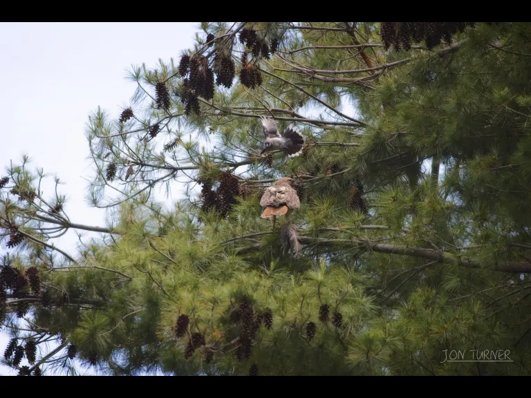 A red-tailed hawk with a gray squirrel, being pestered by a blue jay in Harvard, photographed by Jon Turner.