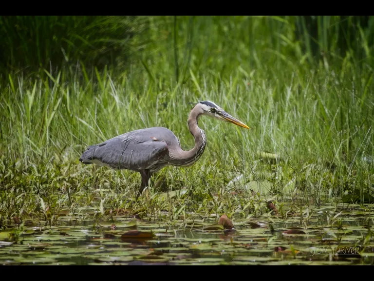 A great blue heron in Harvard, photographed by Jon Turner.