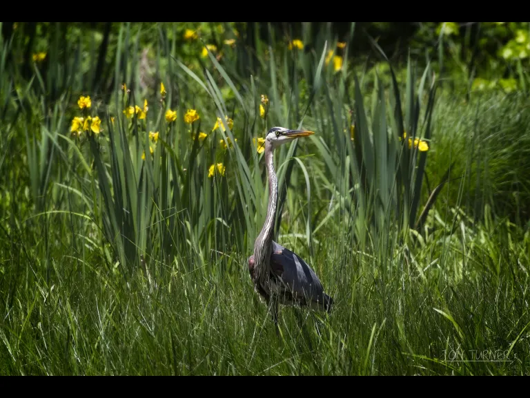 A great blue heron in Harvard, photographed by Jon Turner.