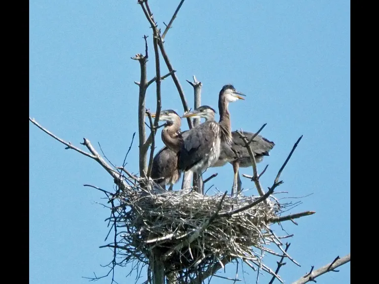 Great blue herons at their nest in Sudbury, photographed by Joan Chasan.