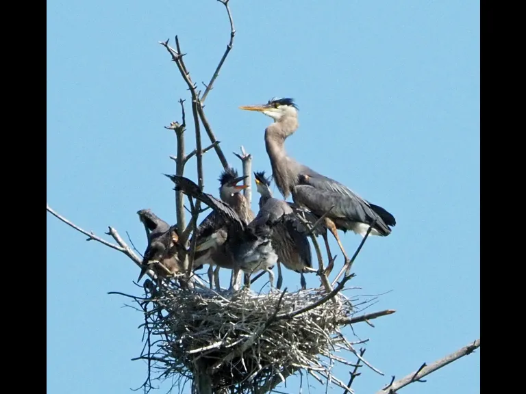 Great blue herons at their nest in Sudbury, photographed by Joan Chasan.