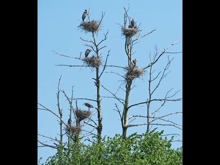 Great blue heron nests in Sudbury, photographed by Joan Chasan.