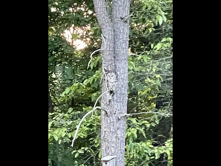 A barred owl in Framingham, photographed by Jill Baker.