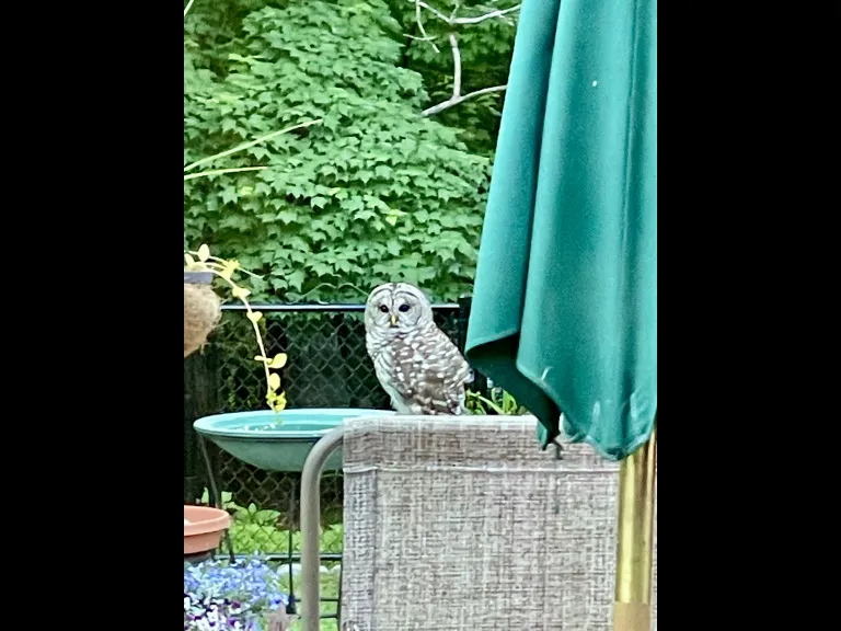 A barred owl in Framingham, photographed by Jill Baker.