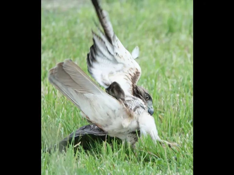 A red-tailed hawk with a milk snake in Lincoln, photographed by Ron McAdow.