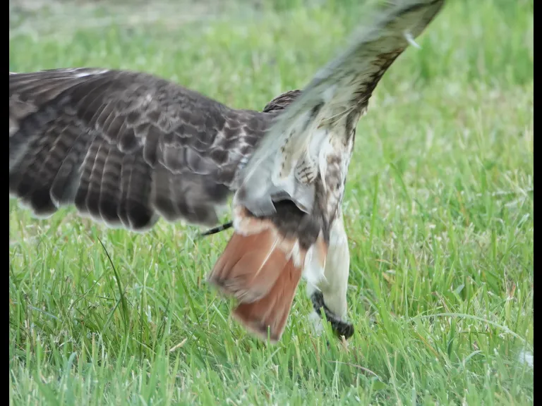 A red-tailed hawk with a milk snake in Lincoln, photographed by Ron McAdow.