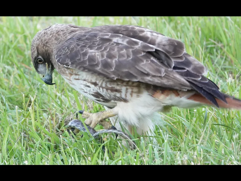 A red-tailed hawk with a milk snake in Lincoln, photographed by Ron McAdow.