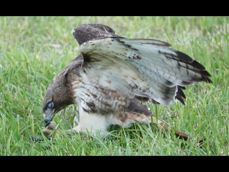 A red-tailed hawk with a milk snake in Lincoln, photographed by Ron McAdow.