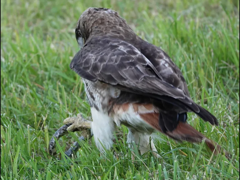 A red-tailed hawk with a milk snake in Lincoln, photographed by Ron McAdow.
