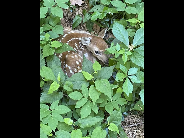 A white-tailed deer fawn in Concord, photographed by Sara Brydges.