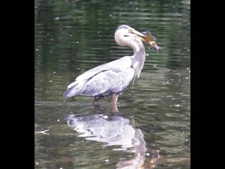 A great blue heron with a fish at Hager Pond in Marlborough, photographed by Steve Forman.