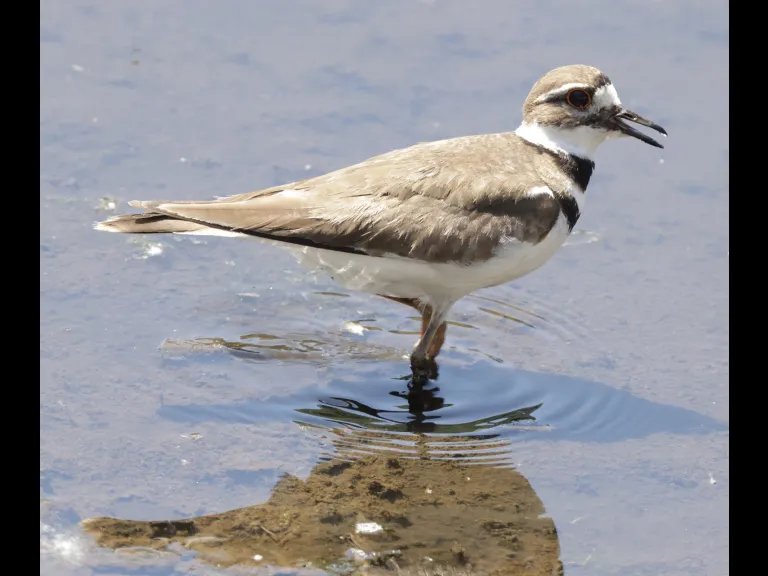 A killdeer at Hager Pond in Marlborough, photographed by Steve Forman.