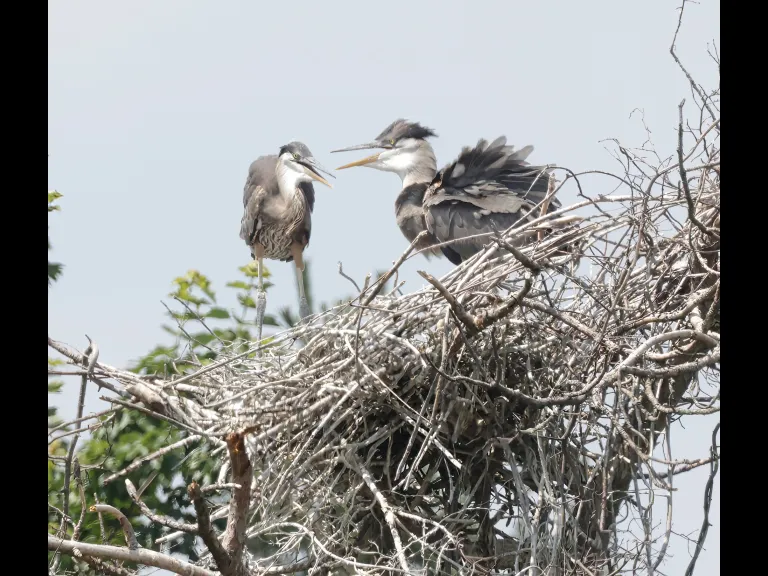 Great blue herons at a nest in Southborough, photographed by Steve Forman.