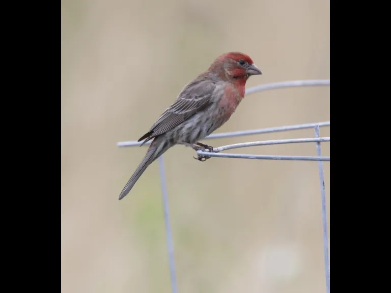 A house finch in Southborough, photographed by Steve Forman.