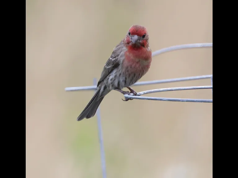 A house finch in Southborough, photographed by Steve Forman.