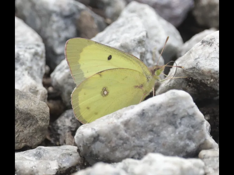 A clouded sulphur in Southborough, photographed by Steve Forman.