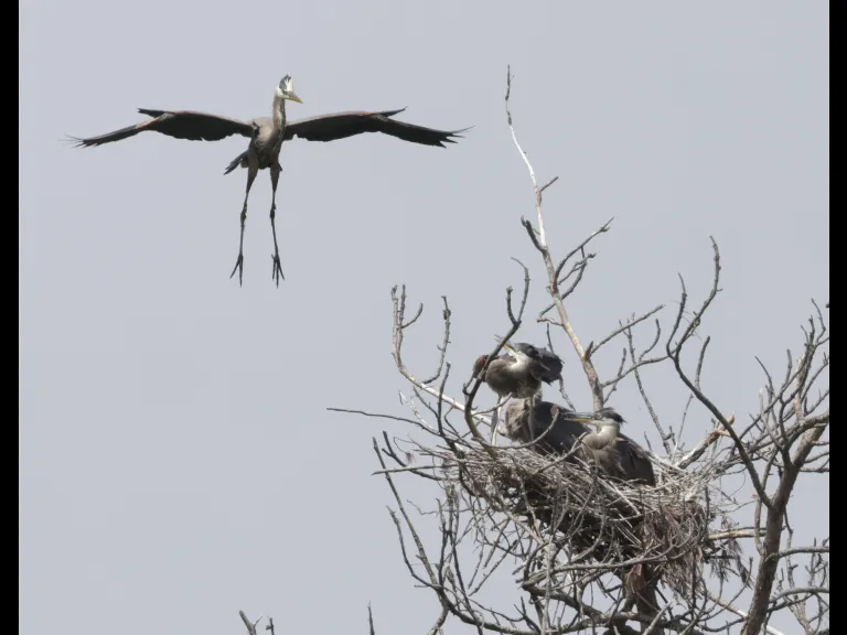 Great blue herons at a nest in Southborough, photographed by Steve Forman.