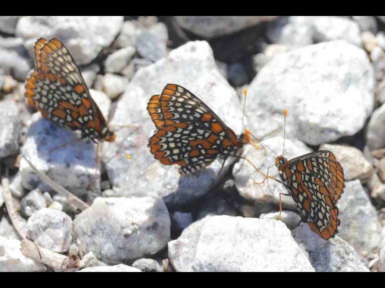 Baltimore checkerspots Southborough, photographed by Steve Forman.