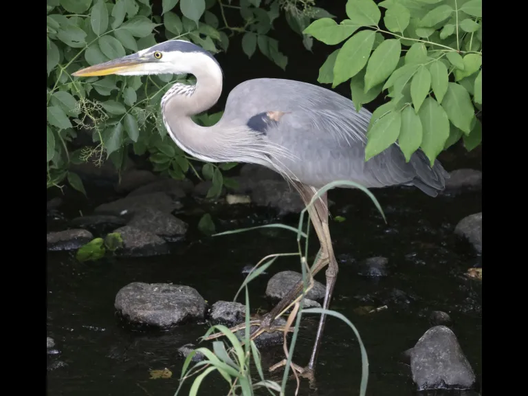 A great blue heron at Grist Mill Pond in Sudbury, photographed by Steve Forman.
