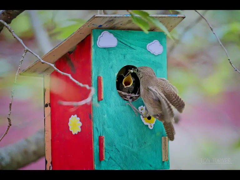 House wrens at a birdhouse in Harvard, photographed by Jon Turner.