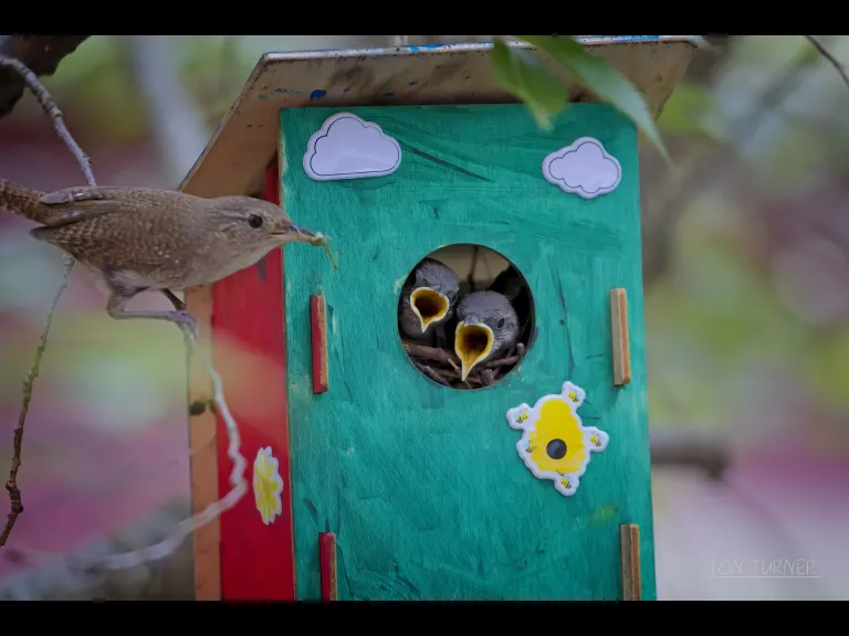 House wrens at a birdhouse in Harvard, photographed by Jon Turner.