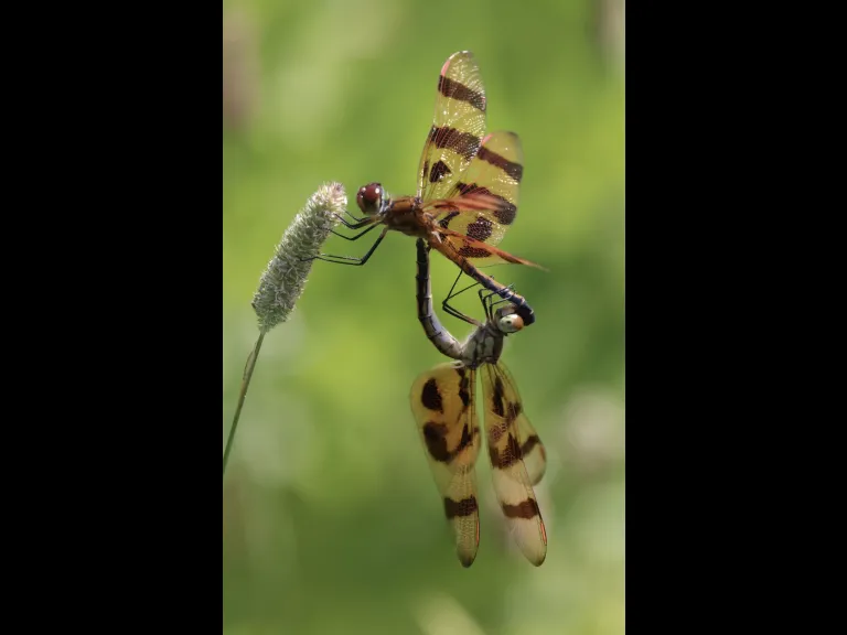 Halloween pennants at Farm Pond in Framingham, photographed by Steve Forman.