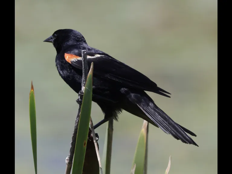 A red-winged blackbird at Farm Pond in Framingham, photographed by Steve Forman.