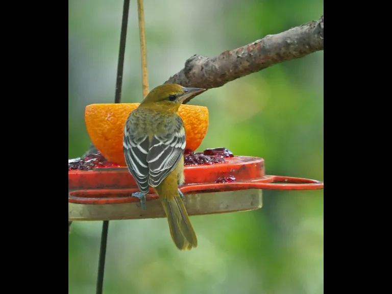 A Baltimore oriole in Framingham, photographed by Joan Chasan.