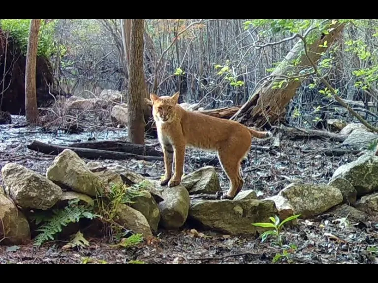 A bobcat in Framingham, photographed with an automatically triggered wildlife camera by Margaret McKane.