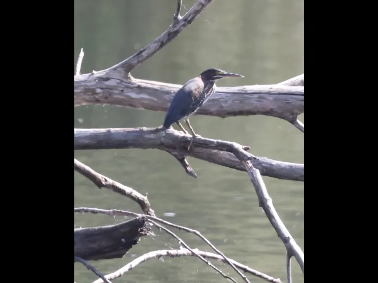 A green heron at Hager Pond in Marlborough, photographed by Steve Forman.