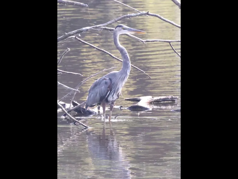 A great blue heron at Hager Pond in Marlborough, photographed by Steve Forman.