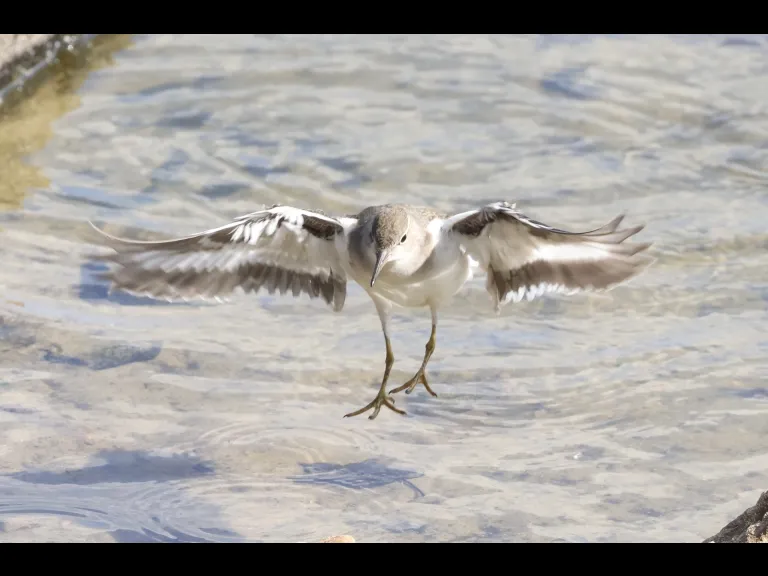 A spotted sandpiper at Hager Pond in Marlborough, photographed by Steve Forman.