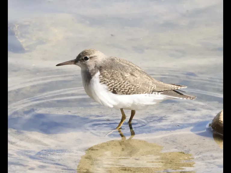 A spotted sandpiper at Hager Pond in Marlborough, photographed by Steve Forman.