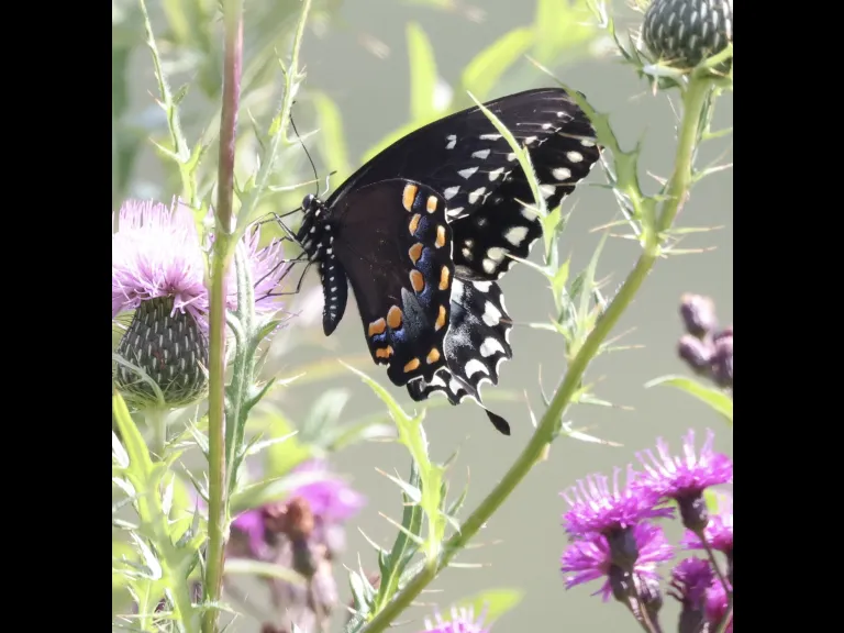 A spicebush swallowtail butterfly at Breakneck Hill Conservation Land in Southborough, photographed by Steve Forman.