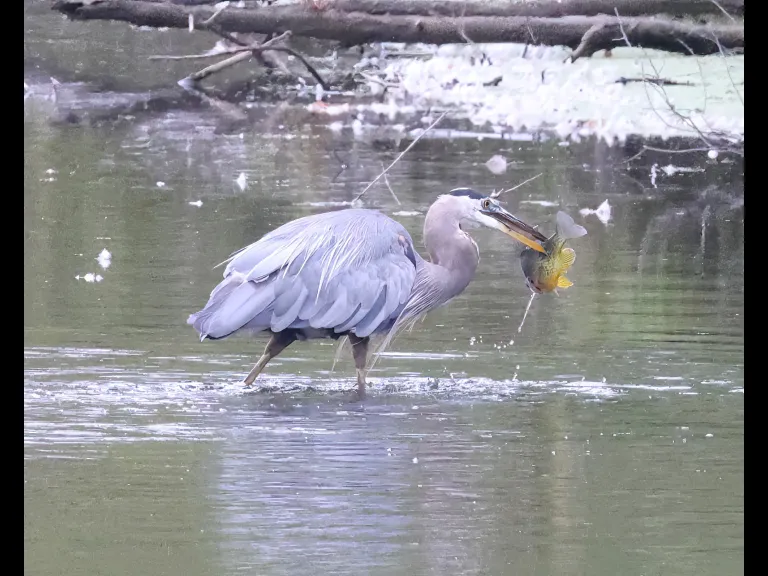 A great blue heron with a fish at Hager Pond in Marlborough, photographed by Steve Forman.