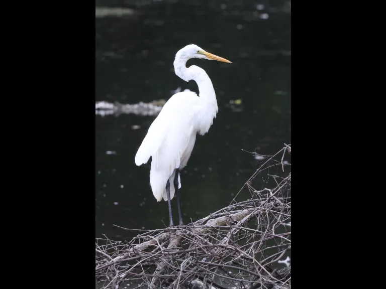 A great egret at Hager Pond in Marlborough, photographed by Steve Forman.