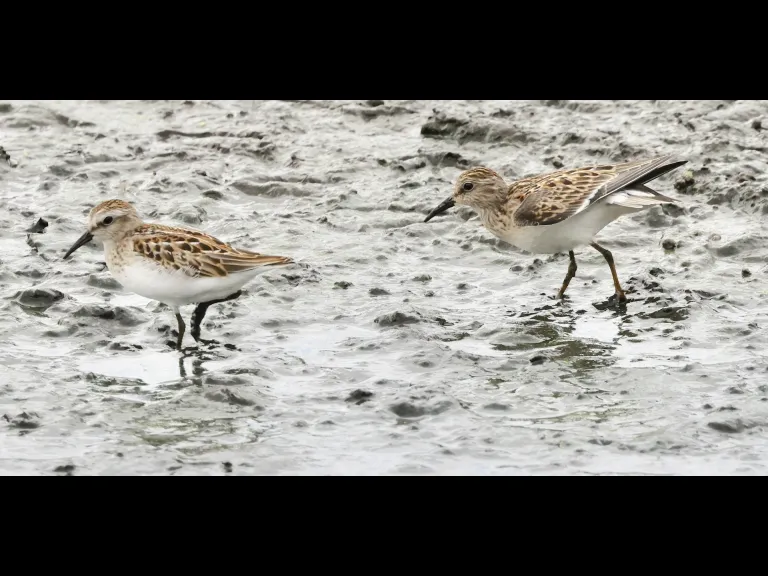 Least sandpipers at Hager Pond in Marlborough, photographed by Steve Forman.