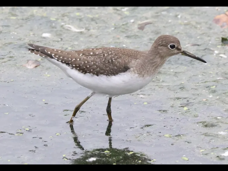 A solitary sandpiper at Hager Pond in Marlborough, photographed by Steve Forman.