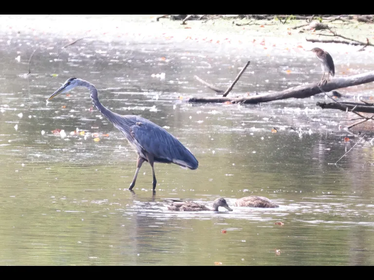 A great blue heron (left) and a green heron at Hager Pond in Marlborough, photographed by Steve Forman.