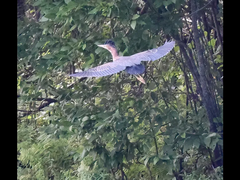 A green heron at Hager Pond in Marlborough, photographed by Steve Forman.