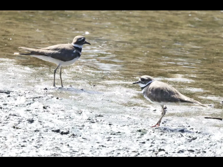 Killdeer at Hager Pond in Marlborough, photographed by Steve Forman.