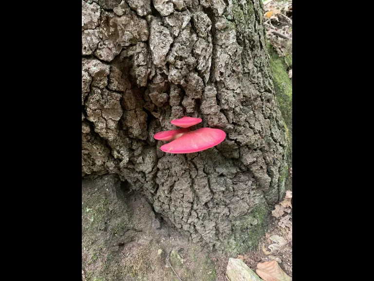 Mushrooms at Ashland Town Forest, photographed by Rob St. Germain. Mushrooms at Ashland Town Forest, photographed by Rob St. Germain.
