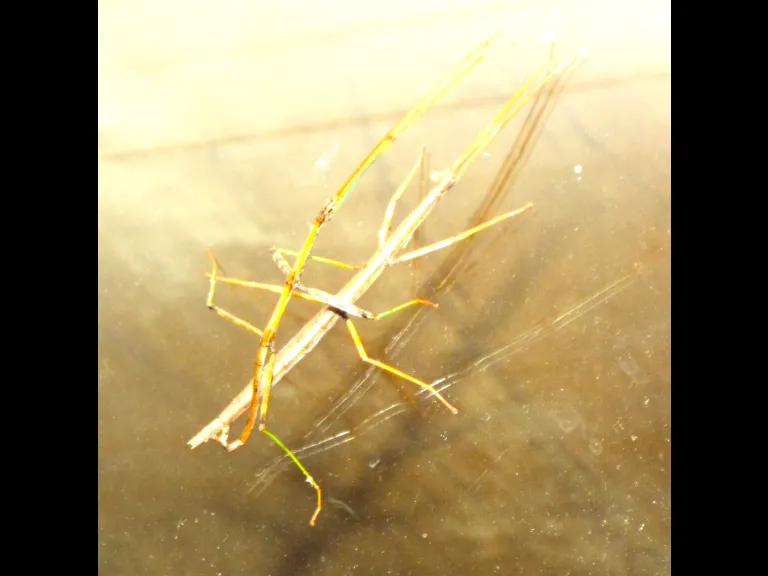 A mating pair of walking sticks in Harvard, photographed by Robin Right. A mating pair of walking sticks in Harvard, photographed by Robin Right.