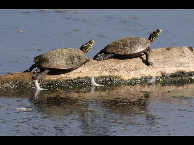 Painted turtles at Hager Pond in Marlborough, photographed by Steve Forman.
